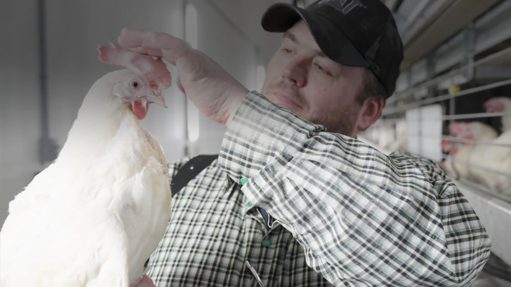 Egg-Farmers-of-Alberta-Twilight